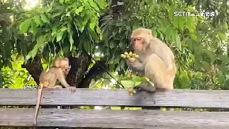 獼猴轉戰登山口　愛玉伴手禮成焦點
