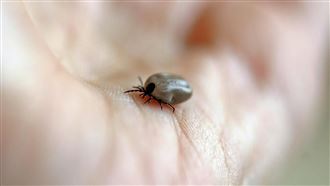 日本蜱蟲病通報創新高！嚴重恐器官衰竭亡