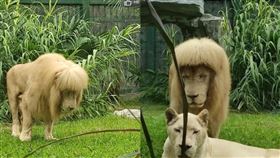 廣州動物園的獅子，因新髮型瞬間爆紅。（圖／翻攝自微博）