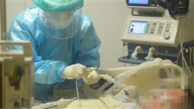 蘇文麟主任在專責加護病房照護嚴重新冠肺炎患者。（圖／台北慈濟醫院提供）