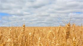 俄羅斯2月下旬入侵烏克蘭後，多國祭出出口禁令，使得全球糧食安全問題更為惡化。（示意圖／翻攝自Pexels圖庫）
