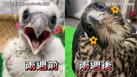 ▲台幣188萬的日本房子。（圖／波氏家族popofamily 授權）