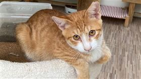 猴硐貓公所首屆貓所長「硐鑼燒」首見客「猴硐貓公所籌備處」第1屆貓所長舉辦命名活動，5月中旬確認由「硐鑼燒」名字獲選，為響應30日「國際抱貓日」，動保處也特別舉辦「抱抱硐鑼燒」活動。（動保處提供）中央社記者王鴻國傳真  111年5月30日