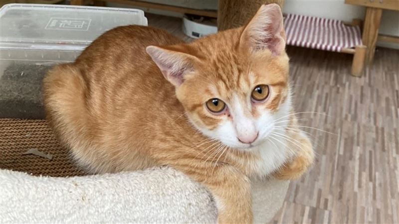 猴硐貓公所首屆所長！硐鑼燒歡迎抱抱