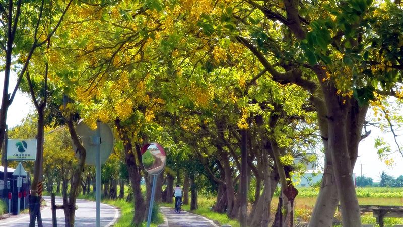 絕美朴子溪　自行車道變身黃金隧道