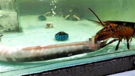 河南超市龍蝦吃掉鰻魚（圖／翻攝自極目新聞）