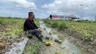 雨彈炸台加烈陽　農民哭：西瓜全泡湯