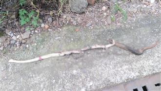 台南停電兇手是牠　老鷹捕蛇失手慘死
