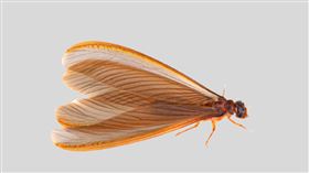 「福來朗Hukurou」授權