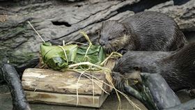 圖／動物園提供