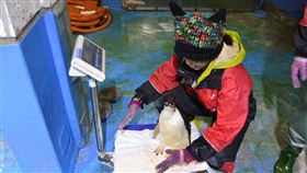 ▲透過年度大健檢能進一步瞭解企鵝的身體狀況（圖／海景世界企業股份有限公司提供）