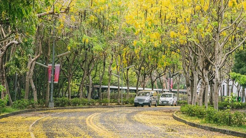 台中亞洲大學　夏日限定黃金大道美景