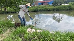 汙水害魚亡1200