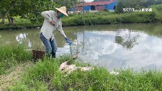 鳥嘴潭施工害魚群暴斃？包商回應了