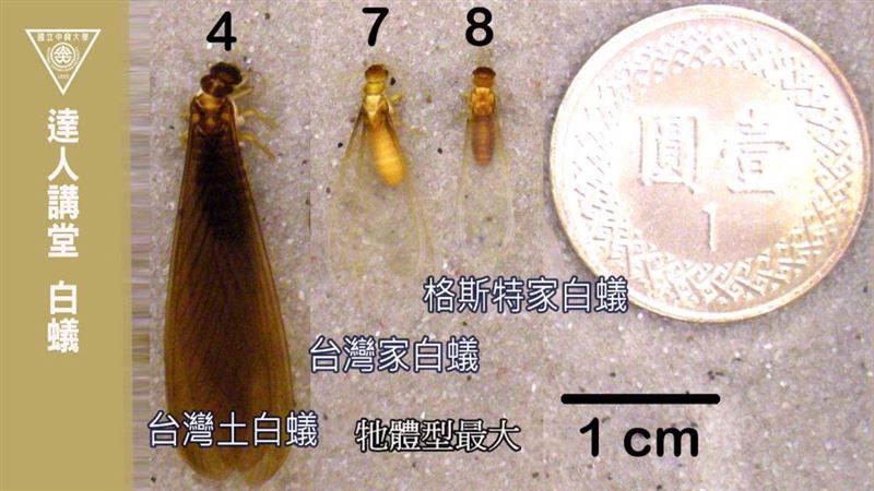 你遇到哪種大水蟻？這2種很會啃木頭