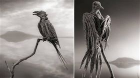 「地球上的冥湖」擁有跟古希臘神話蛇髮女妖梅杜莎「被石化」的能力。（圖／翻攝自nickbrandtphotography IG）