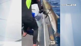 澎湖巨無霸海鱺！搏鬥20分鐘才釣起