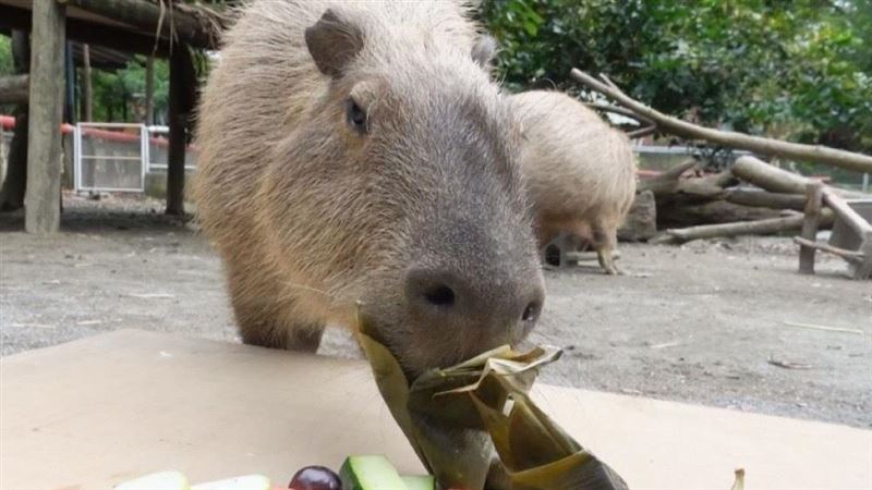 頑皮慶端午！水豚君嗨吃粽萌翻遊客