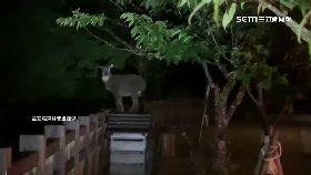 A羊墊腳消夜1200