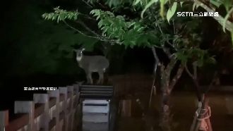 遊客減少！長鬃山羊跳上垃圾桶吃宵夜