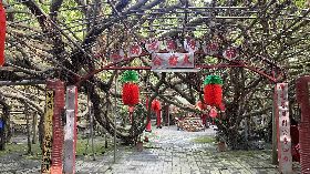 彰化百年九龍大榕公