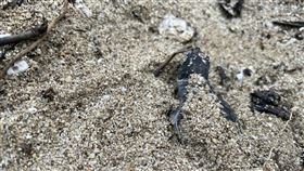 小琉球綠蠵龜進入繁殖季綠蠵龜產卵季節為每年5至10月，又以7、8月為高峰。近日在地人回報，小琉球已有小海龜孵化紀錄。（社團法人台灣咾咕嶼協會提供）中央社記者曾以寧傳真  111年6月3日