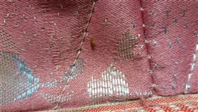 「床蝨」又稱臭蟲，在海陸俗稱「忠誠龜」。（圖／翻攝自爆廢公社臉書）