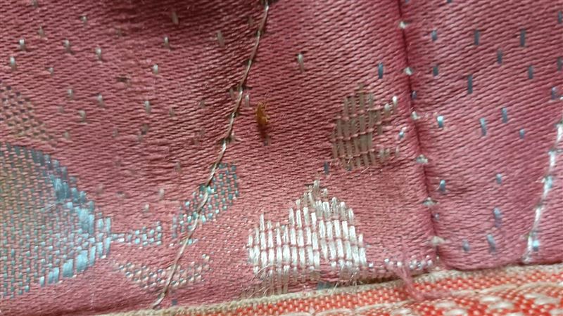 床爬怪蟲殺20隻　真面目比蟑螂恐怖