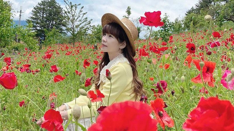 台中福壽山農場「虞美人」繽紛盛開！