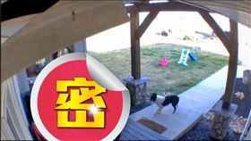 邊牧,失蹤,牧羊,羊