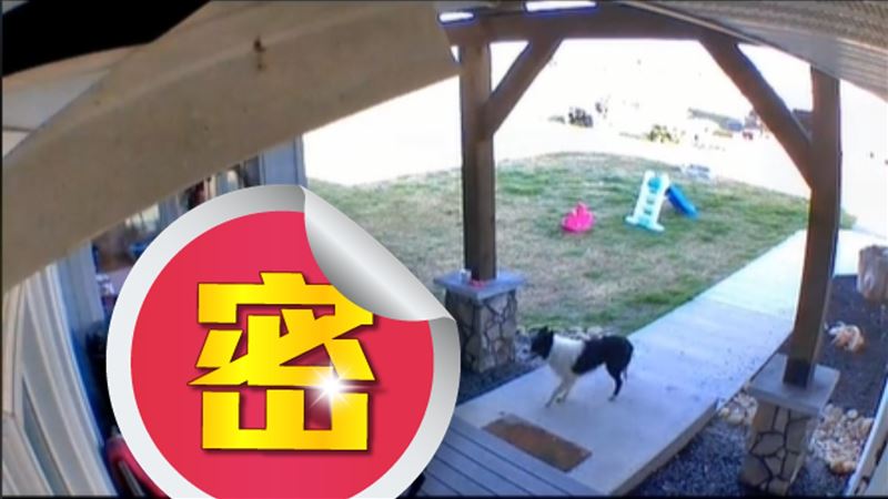 邊牧走失！隔天竟帶「牠們」回家