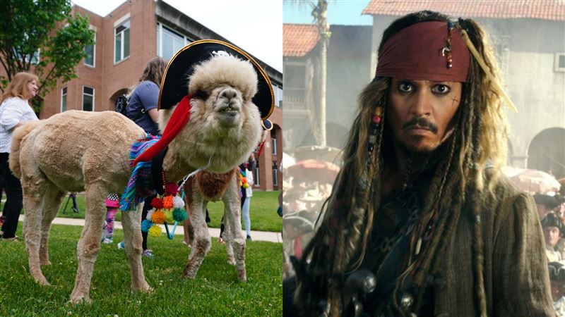 迪士尼羊駝備妥了？他曝強尼有望回歸