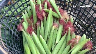玉米筍早熟！農民開放自採1根2元