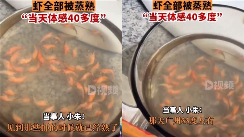 寵物蝦放陽台！她隔天一看崩潰：熟了