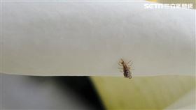 福壽山農場蘋果園採生物防治，用草蛉清除害蟲。（圖／翻攝畫面）