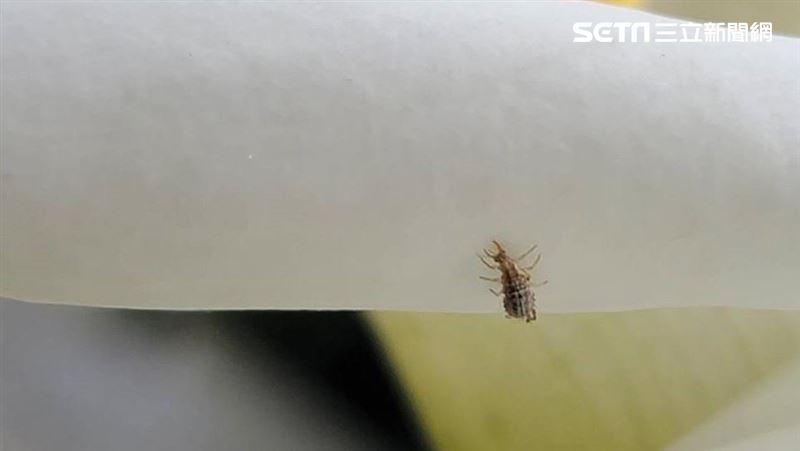 福壽山農場蘋果樹掛茶包　園方這樣說