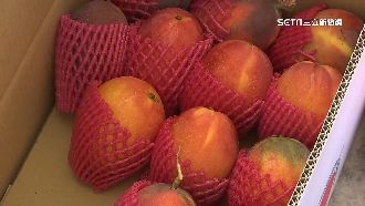 買芒果遇詐騙　錯信假小編遭詐數十萬