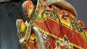 帝爺公蛇端午造訪南投天受宮在端午節前夕，俗稱「帝爺公蛇」的大頭蛇在南投縣名間鄉天受宮現身，天受宮指出，帝爺公蛇已連續43年在端午節前夕「報到」參拜玄天上帝。（南投天受宮提供）中央社記者吳哲豪傳真  111年6月5日