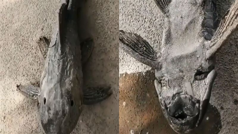 「殭屍魚」澆水秒復活　影片曝網熱議