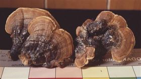 靈芝,新冠肺炎,預防,防疫（圖／陽明交通大學提供）