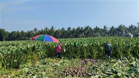 屏東高樹芋頭進入盛產期屏東縣高樹鄉芋頭進入盛產期，受到疫情、產地面積增加與氣候影響，收購盤商減少，價格攔腰斬。（廖榮長提供）中央社記者李卉婷傳真  111年6月6日