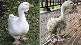 會下水洗澡（左）和不下水洗澡（右）的鵝，毛色差異明顯。（圖／台北市立動物園提供）
