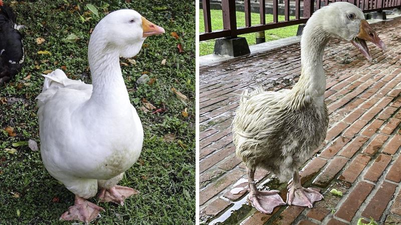 全動物園牠最髒！這隻鵝不敢下水洗澡