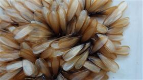 大水蟻,飛蟻,白蟻,水螞蟻（圖／翻攝自Pixabay）