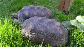 紅腿象龜　烏龜　圖／翻攝自pixabay