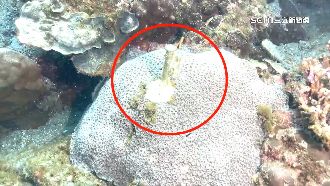 遭釘15cm營釘　南方澳珊瑚白化亡