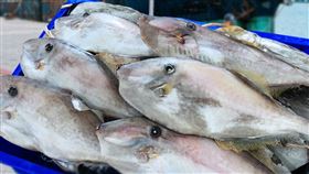 剝皮魚。（圖／翻攝自基隆區漁會臉書）