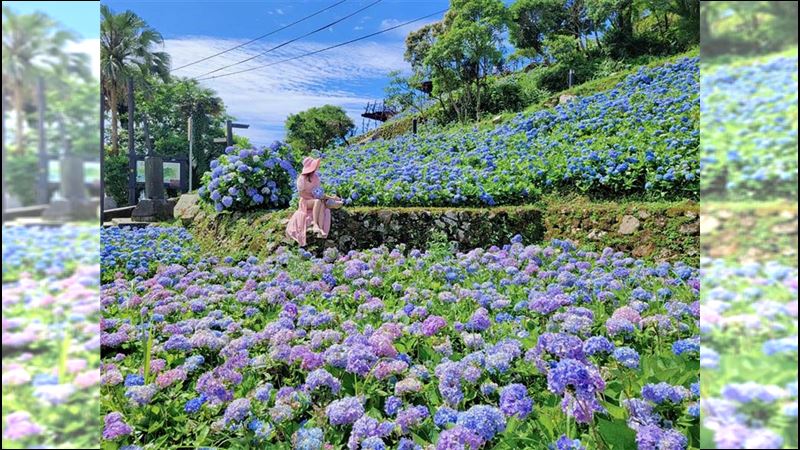 繡球花季到！北宜上的「祕密花園」
