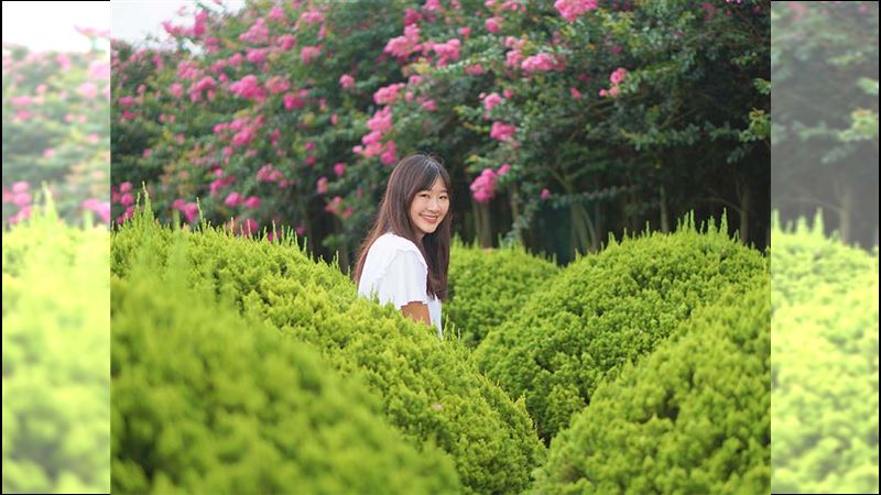彰化私房賞花處　紫薇花海美不勝收！