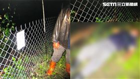 高雄市，甲仙，電網，農民，猴群